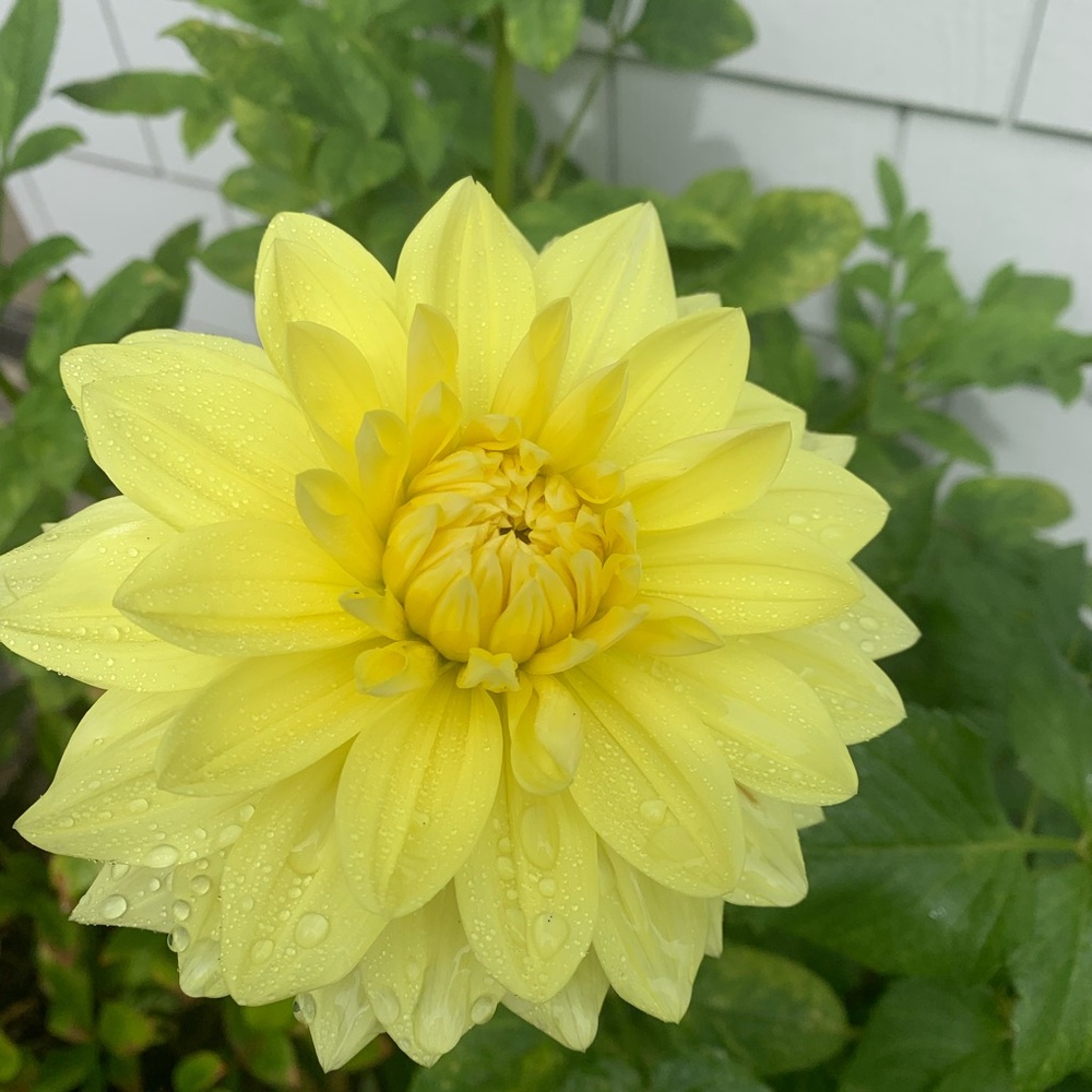 Kelvin Floodlight Dahlia - Picture 2 of 2